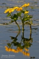 093_Biebrza - kwiecien 2011